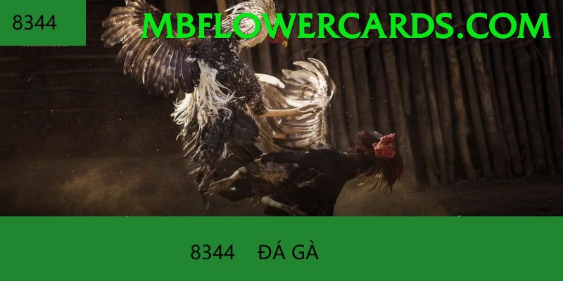 Đá Gà Trực Tiếp - vj88