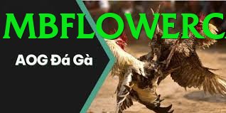 Trường Đấu Đá Gà Chuyên Nghiệp